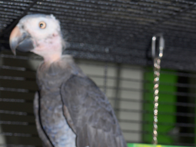 Homey the Timneh African Grey