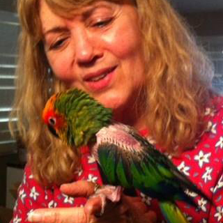 Hedwig the Golden Capped Conure