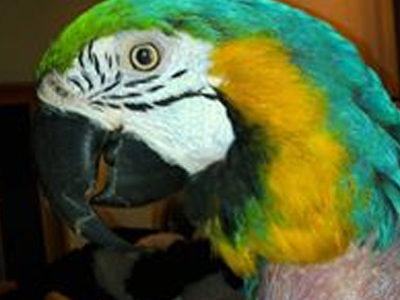 Bolly the Blue & Gold Macaw