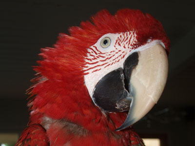 Rikki the Greenwing Macaw